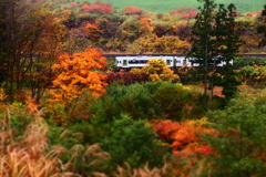 雨の紅葉