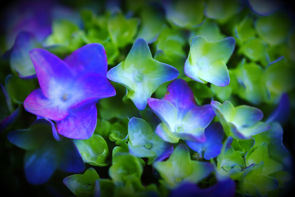 Hydrangea of rain VI