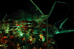 アートアクアリウム2012