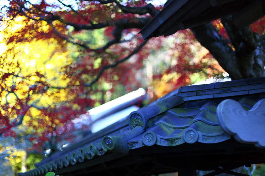 東慶寺の秋 01
