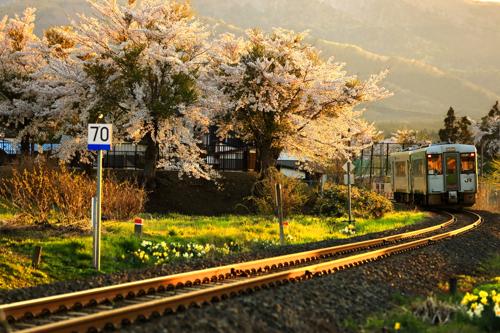 夕暮れ桜