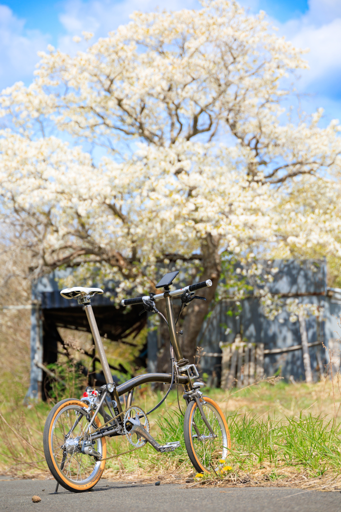 廃墟の山桜