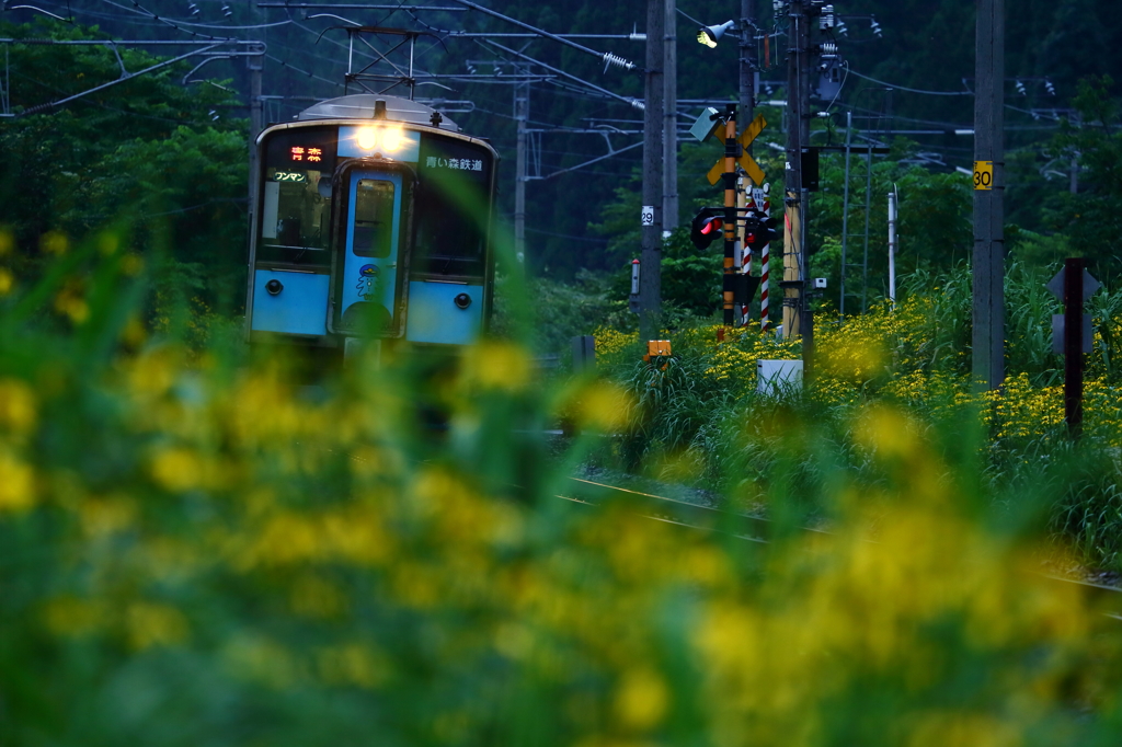 日暮れの花畑