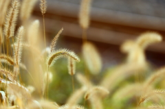 線路脇の・・・ 2