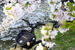 愛車も花見