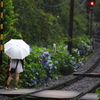雨の箱根路 I