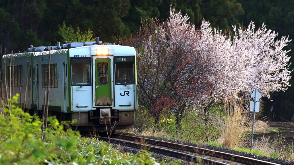 お花見列車