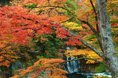 中野もみじ山 2014 XIV