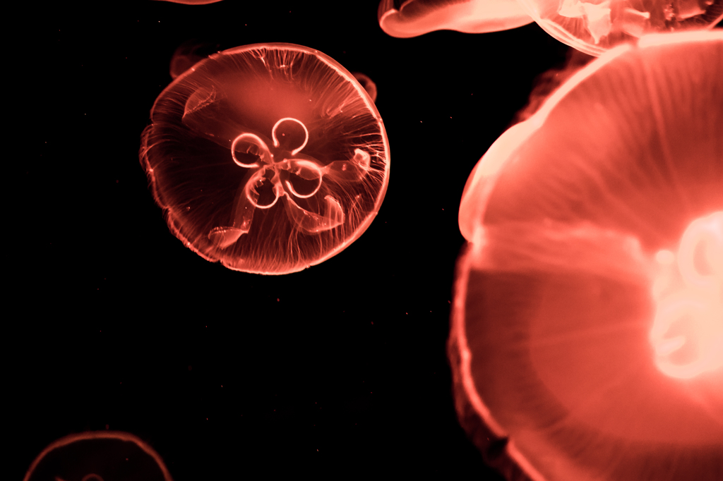  jellyfish IV