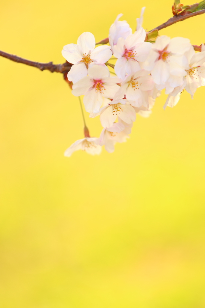 津鉄の桜II V