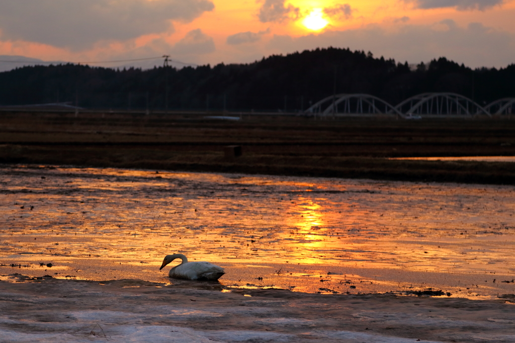 シベリアにはいつ？