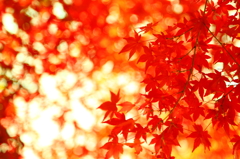 Maple big city I