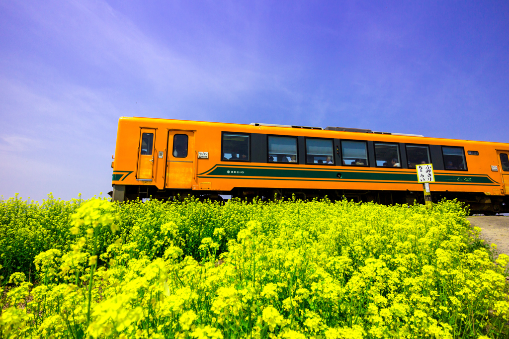 菜の花列車 VII