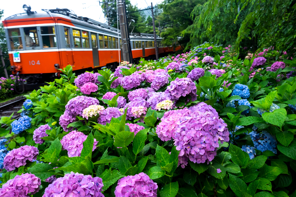 箱根あじさい電車 VIII