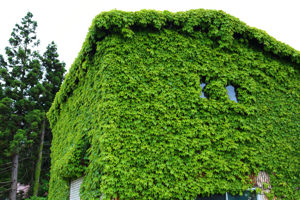 パラサイトな小屋