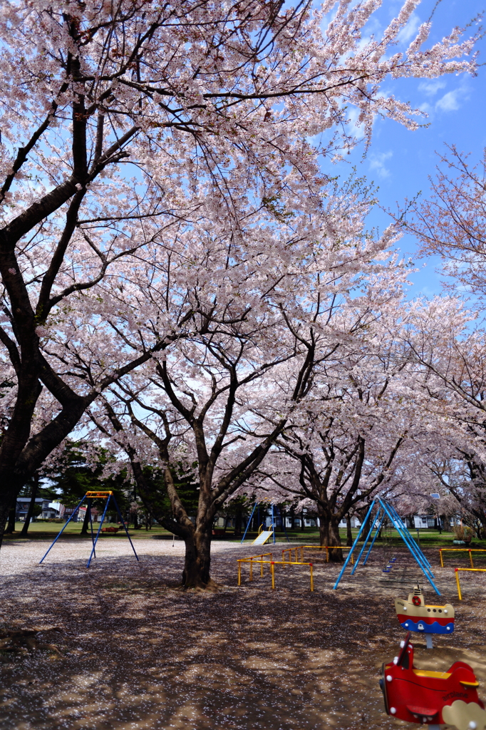 公園の桜 I