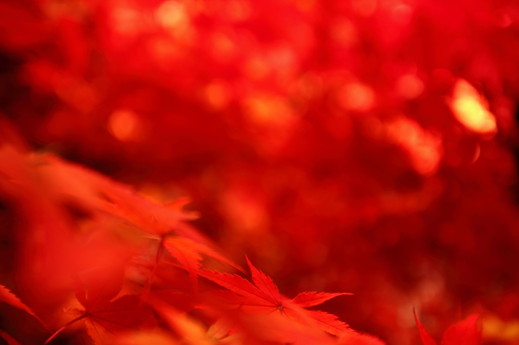 中野もみじ山・夜紅葉