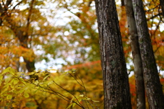 紅葉の奥入瀬渓流 03
