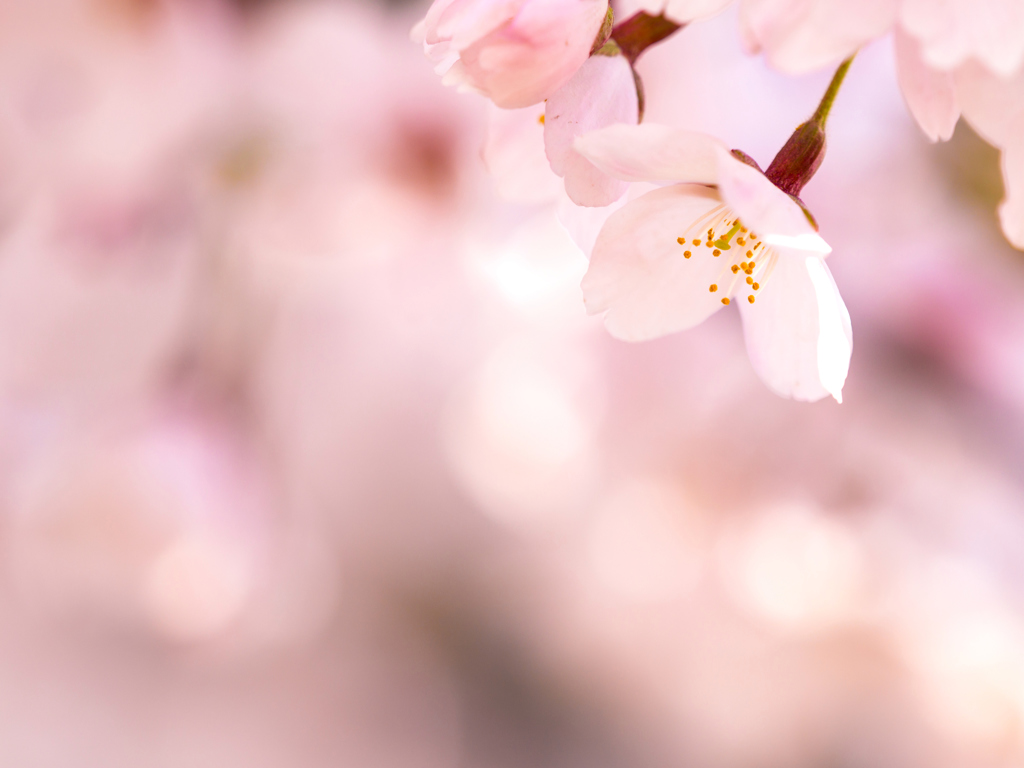盛岡・朝桜 XV