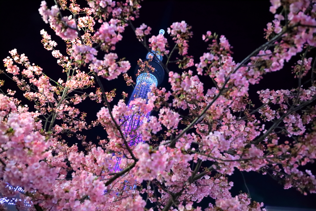 春探し IX