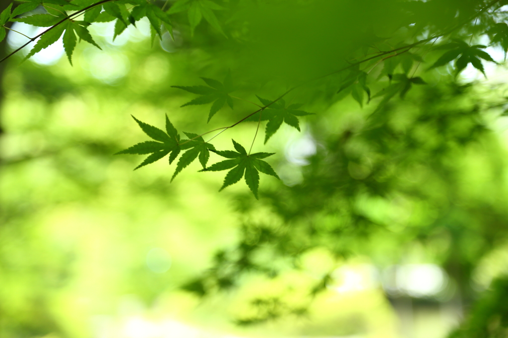 尾山神社の緑もみじ