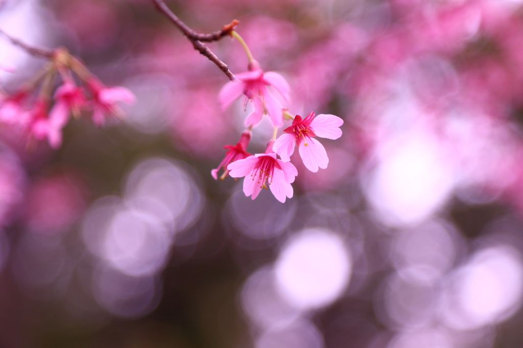 東京の春 I