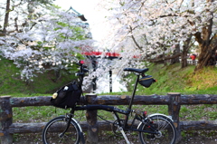 愛車も花見
