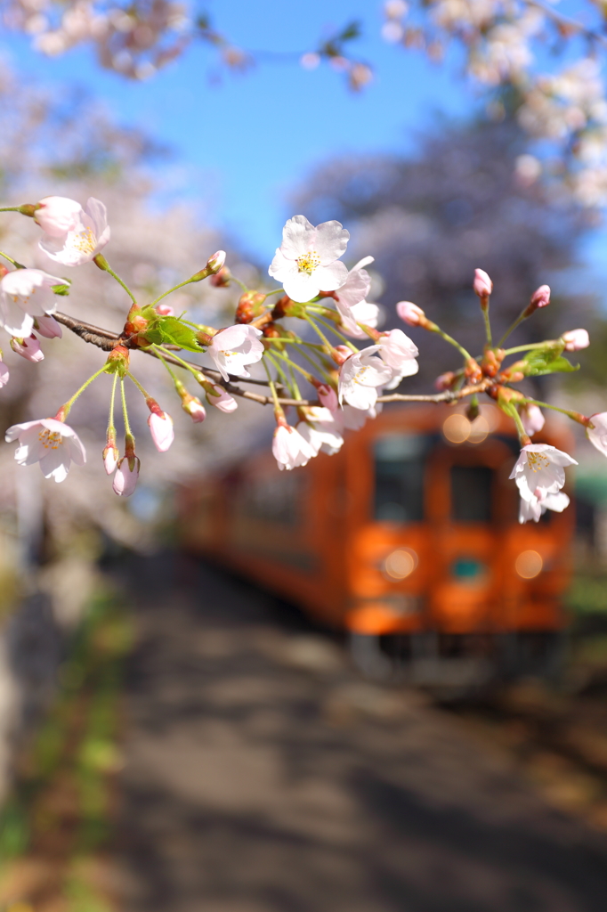 津鉄の桜II XV