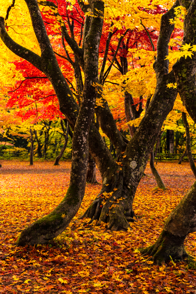 もみじ山の紅葉 XIV