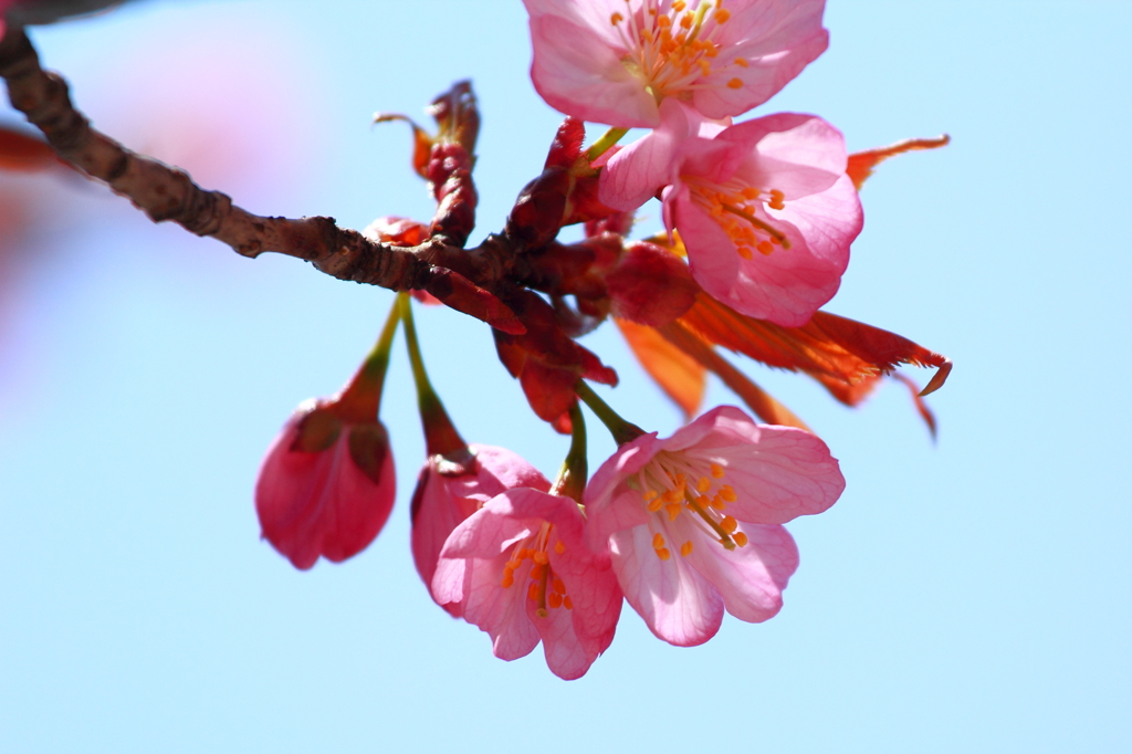 あおもりにもやっと桜