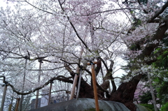 石割桜 I