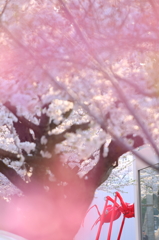 十和田の桜 V