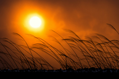 朧げな夕日