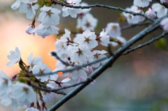 夕暮れのいちょう公園の桜 夕暮れのいちょう公園の桜