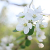 りんごの花 II