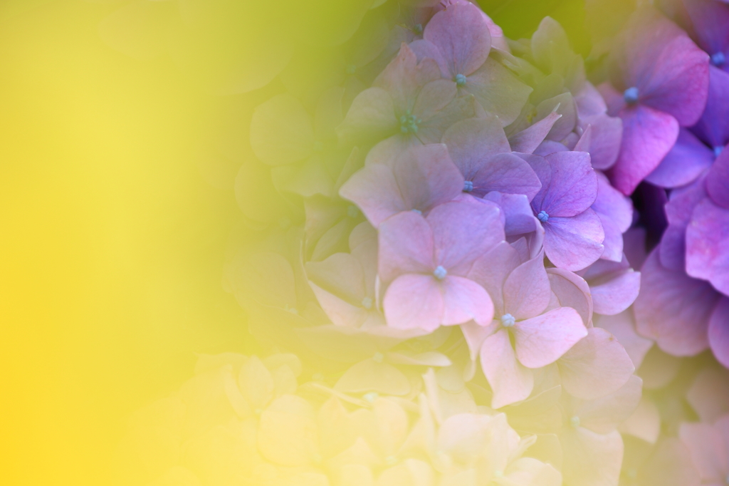 黄の世界の紫陽花