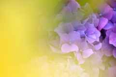 黄の世界の紫陽花