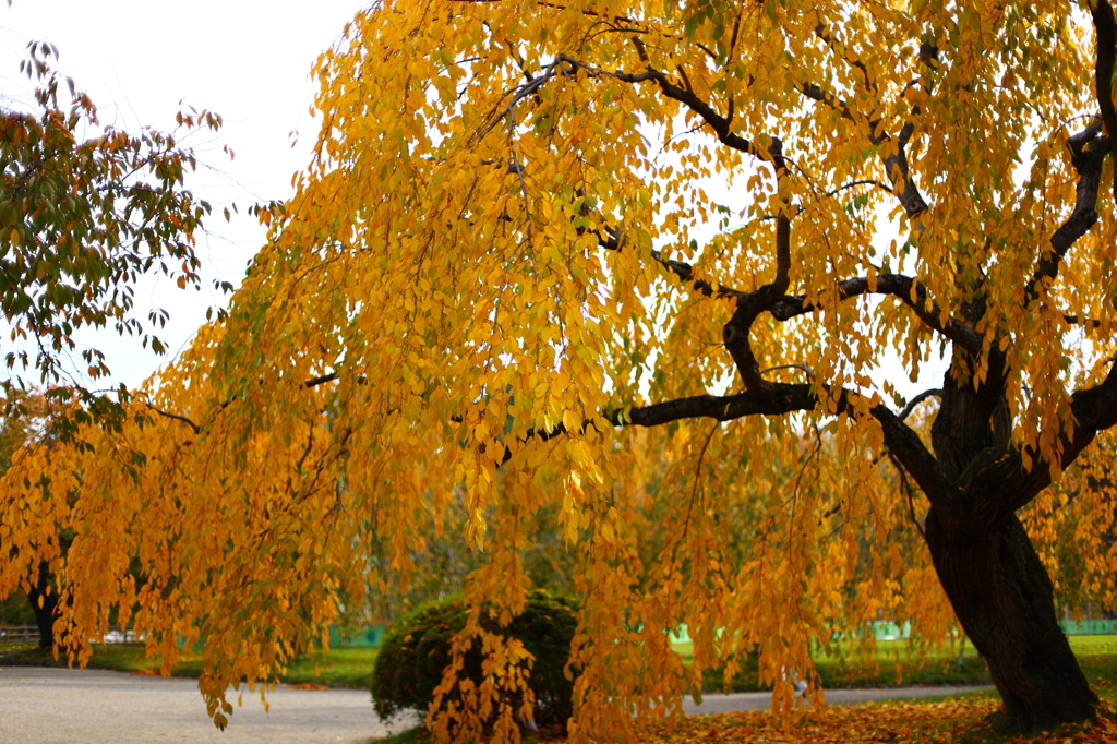 秋の弘前公園 15