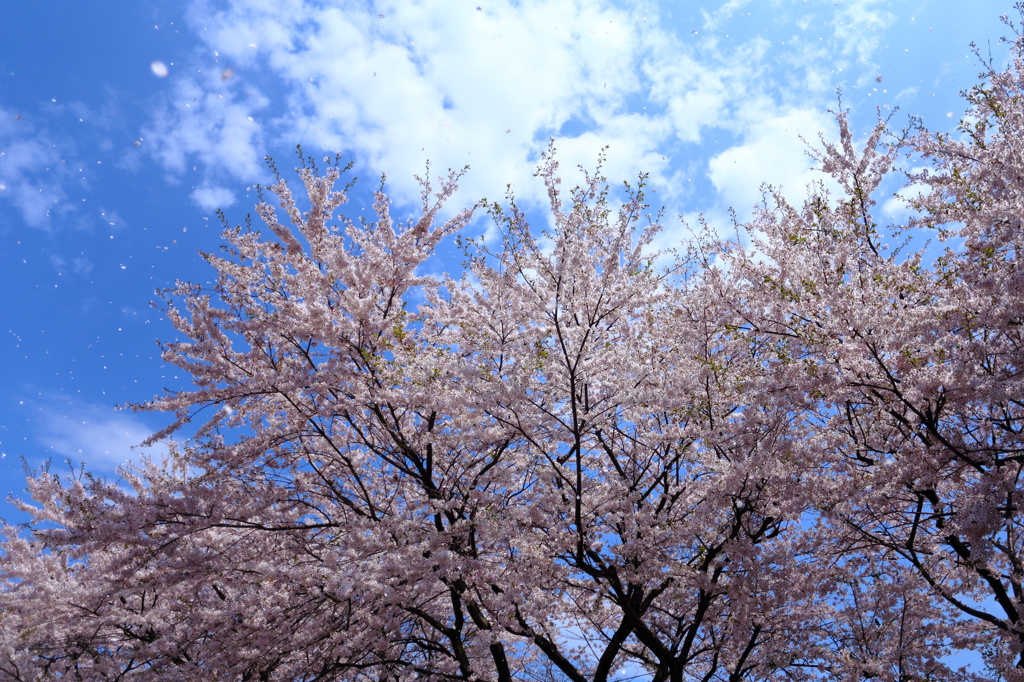 公園の桜 III