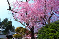 盛岡の桜 VI