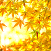 ラスト紅葉 II