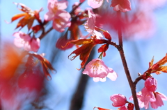 あおもりにもやっと桜