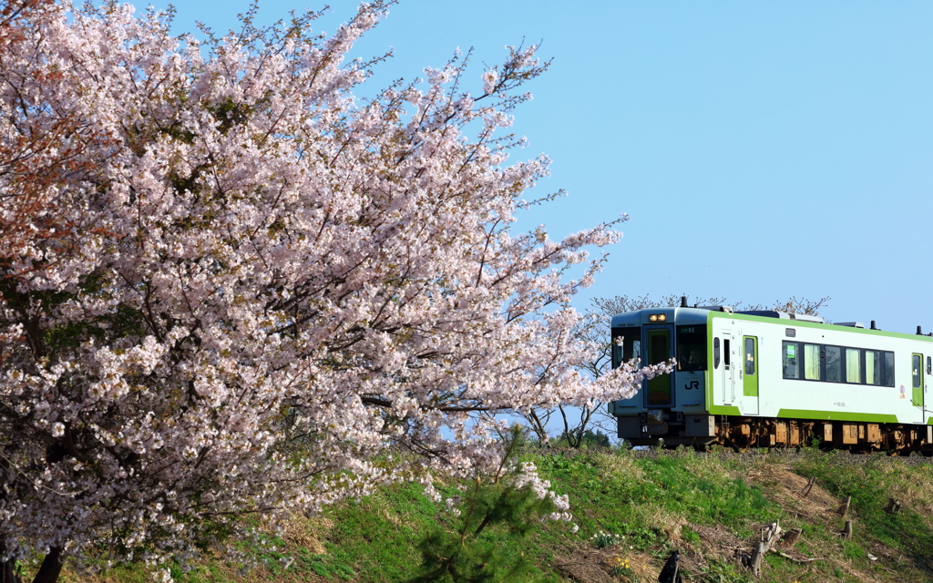 桜にキス