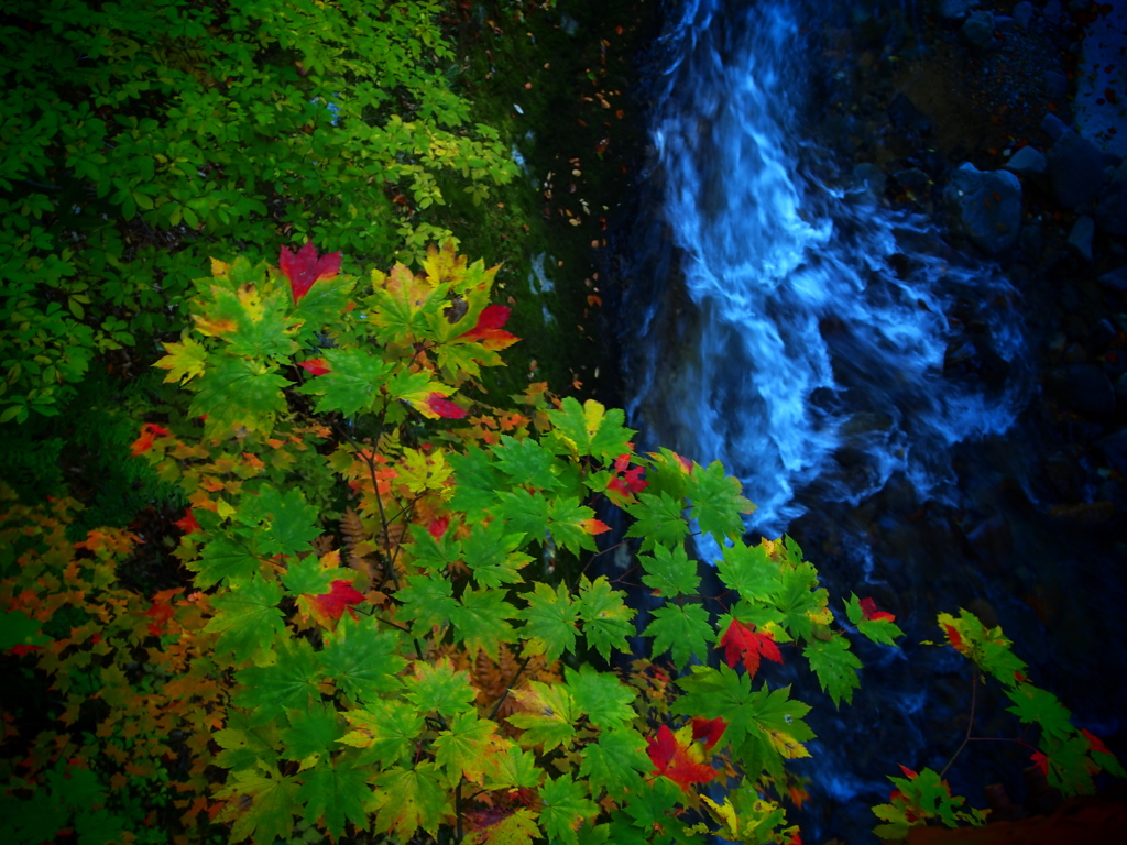 薬研渓流の秋 XXII