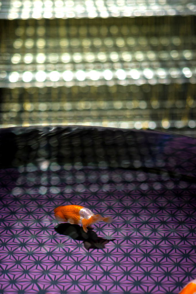 すみだの金魚 I