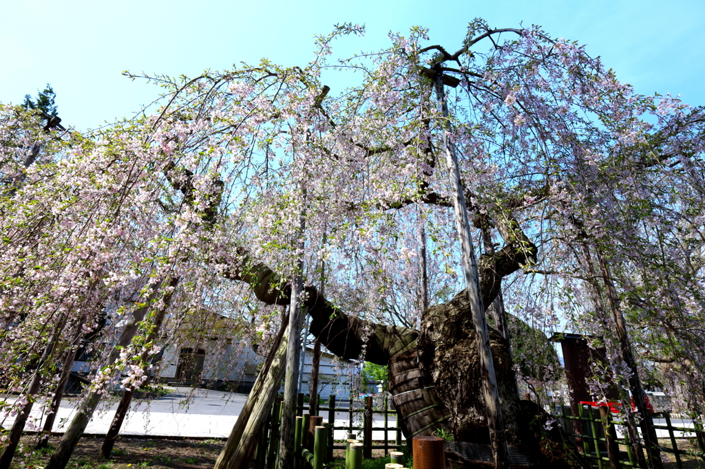 西光寺しだれ桜 II