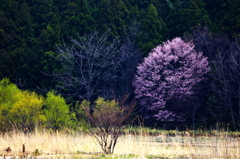 妖艶桜