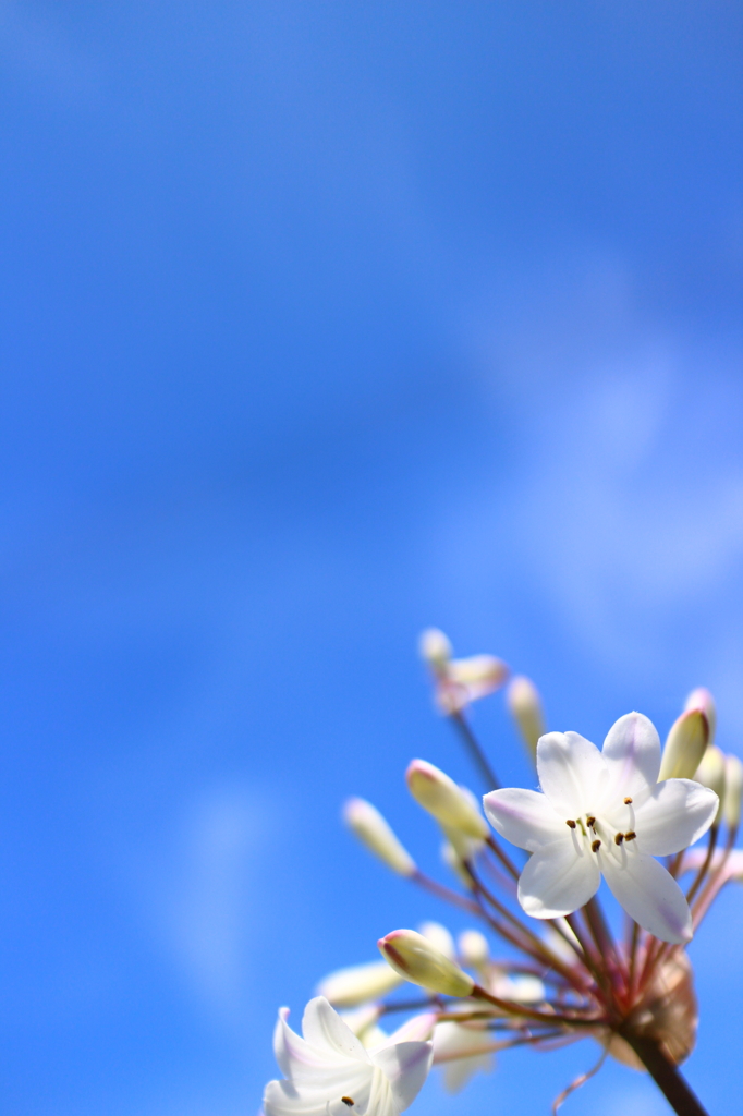 空と花 I