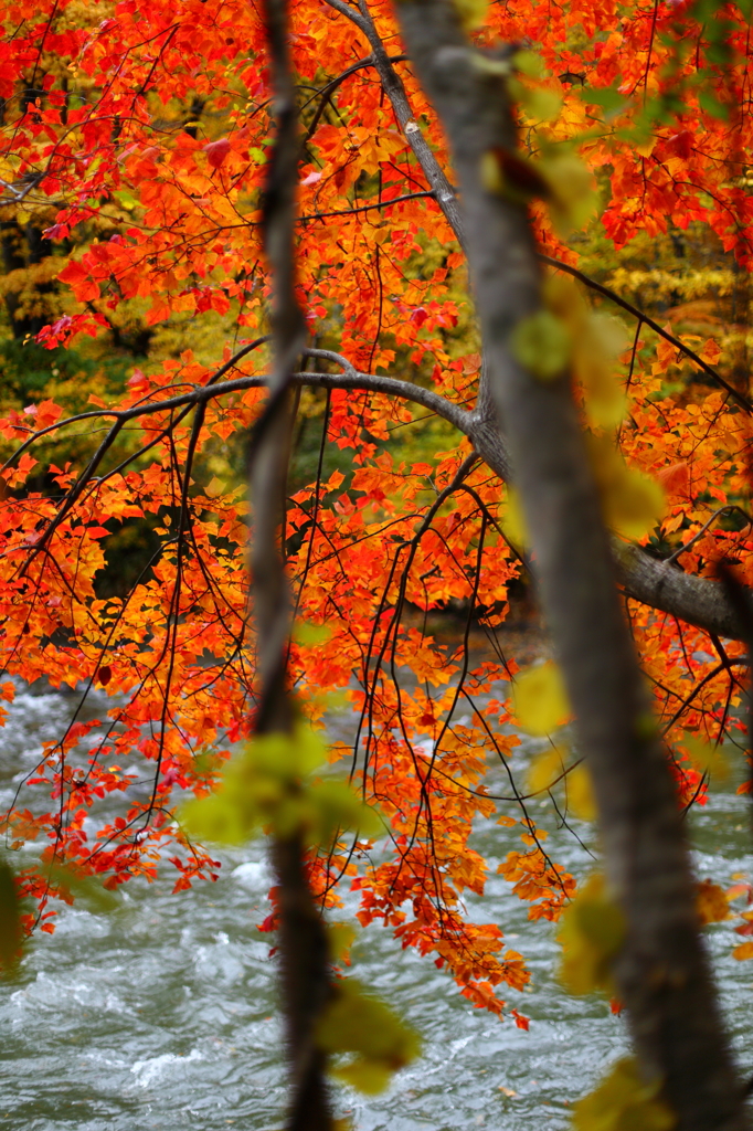 紅葉の奥入瀬渓流 55