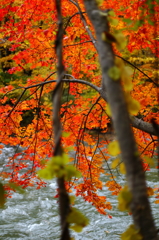 紅葉の奥入瀬渓流 55